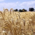 پیش بینی تولید ۴۰ هزار تن گندم از گندمزارهای ابهر
