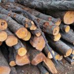 کشف ۱۱ تن چوب قاچاق در ابهر