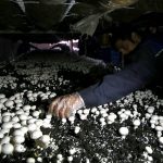 مدیر جهادکشاورزی شهرستان ابهر خبر داد: تولید ۴۱۶ تن قارچ در شهرستان ابهر