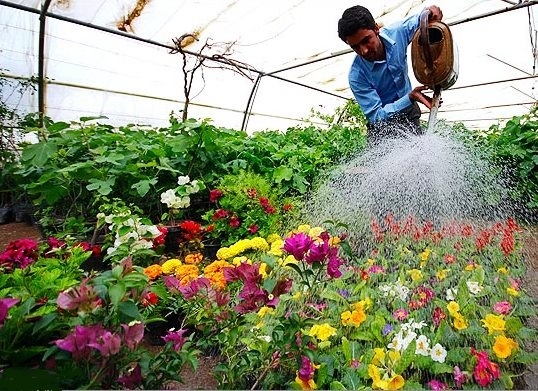 تولید ۴۰ هزار گیاه زینتی، گلدانی در گلخانه‌های ابهر